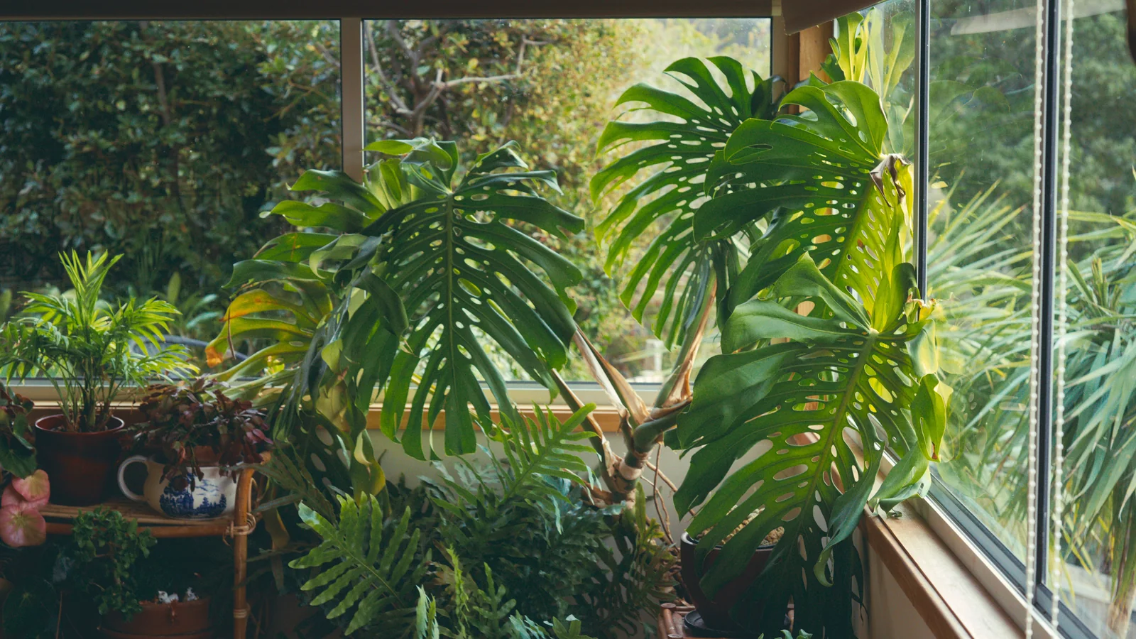 Plantes vertes près d'une fenêtre de salon